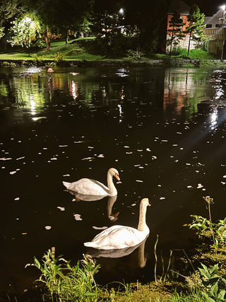 Swans Find Love Crewneck Sweatshirt